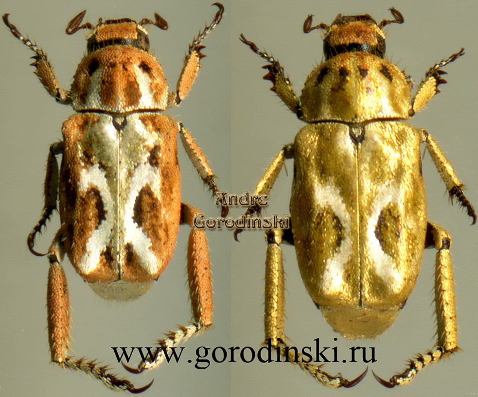 http://www.gorodinski.ru/scarabs/Hoplia aurata.jpg